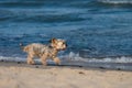 Small neat Yorkshire terrier runs along beach next to sea