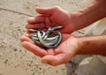 Small needlefishes