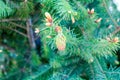 Small needles and green cones grow on spruce and pine among green needles in a park Royalty Free Stock Photo