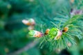 Small needles and green cones grow on spruce and pine among green needles in a park