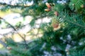 Small needles and green cones grow on spruce and pine among green needles in a park Royalty Free Stock Photo