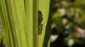 A small nest of black ants in the back of a sugar cane leaf which has fallen sunlight Royalty Free Stock Photo