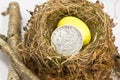 Small Nest Egg / Old Silver Dollar Royalty Free Stock Photo