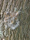 Small Nest Oak Processionary Caterpillar on an oak tree