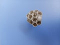 small nest of wasps that fell from the roof Royalty Free Stock Photo