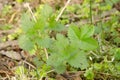 Small nettle in the forest