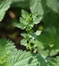 Small nettle, Urtica urens