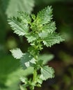 Small nettle, Urtica urens