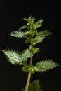 Small nettle; Urtica urens