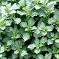 Small nettle; Urtica urens