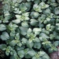 Small nettle; Urtica urens