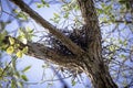 Small new bird's nest high up on tree between three tree branches with young green leaves on blue sky background on Royalty Free Stock Photo