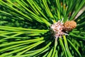 Small new fir cone growing on branch of fir tree