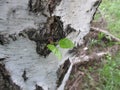Small new fresh green leaves on the trunk of a birch tree. the concept of spring and the beginning of a new life Royalty Free Stock Photo
