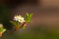 Small new leaves on an cherry tree branch. Spring in the garden. Selection focus. Shallow depth of field Royalty Free Stock Photo