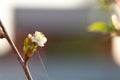 Small new leaves on an cherry tree branch. Spring in the garden. Selection focus. Shallow depth of field Royalty Free Stock Photo