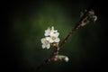 Small new leaves on an cherry tree branch. Spring in the garden. Selection focus. Shallow depth of field. Toned Royalty Free Stock Photo