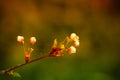 Small new leaves on an cherry tree branch. Spring in the garden. Selection focus. Shallow depth of field. Toned Royalty Free Stock Photo