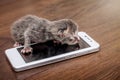 Small newborn blind kitten near a cell phone. Calling mom by celL
