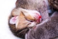 Small newborn british kitten sleeping