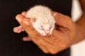 Small newborn cat held by the hand of a man dressed in black. Concept of frailty