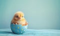 Small newborn chick into egg shell painted with Easter colors on blue tabletop cloth Royalty Free Stock Photo