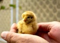 A small newborn chick in hands
