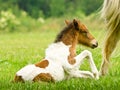 A small, newborn and cute skewbald foal, white and brown, of an Icelandic horse, is trying to get up from the ground, very clumsy Royalty Free Stock Photo