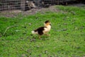 Small newborn duckling walking on backyard on green grass. Black yellow cute gosling running on meadow field on sunny Royalty Free Stock Photo