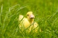 Small newborn ducklings baby goos duck on green grass.