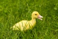 Small newborn ducklings baby goos duck on green grass.