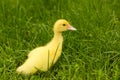 Small newborn ducklings baby goos duck on green grass. Royalty Free Stock Photo