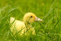 Small newborn ducklings baby goos duck on green grass.