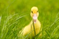 Small newborn ducklings baby goos duck on green grass.