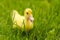 Small newborn ducklings baby goos duck on green grass.