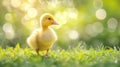 Small newborn ducklings walking on backyard on green grass. Yellow cute duckling running on meadow field in sunny day Royalty Free Stock Photo