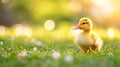 Small newborn ducklings walking on backyard on green grass. Yellow cute duckling running on meadow field in sunny day Royalty Free Stock Photo