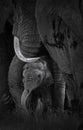 Small Newborn Elephant baby at Amboseli National Park, Kenya