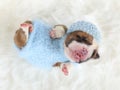 Small newborn English bulldog puppy sleeping on a fur carpet Royalty Free Stock Photo