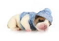 Small newborn English bulldog puppy sleeping on a white background Royalty Free Stock Photo