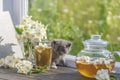 Newborn gray kitten near glass tea pot, a cup and a beautiful bouquet of jasmine flowers on the windowsill Royalty Free Stock Photo