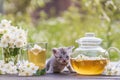 Newborn gray kitten near glass tea pot, a cup and a beautiful bouquet of jasmine flowers on the windowsill Royalty Free Stock Photo