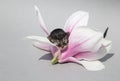 Small newborn kitten with closed eyes sleeps in a huge pink magnolia flower on a light gray background Royalty Free Stock Photo