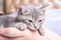 A small newborn kitten lies in the hands of a man, close-up. Cozy afternoon nap with pets. Pet owner and his pet. Royalty Free Stock Photo