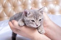 A small newborn kitten lies in the hands of a man, close-up. Cozy afternoon nap with pets. Pet owner and his pet Royalty Free Stock Photo