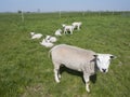 Small newborn lambs enjoy the sun in green meadow on sunny spring day while mother sheep stands guard Royalty Free Stock Photo