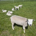 Small newborn lambs enjoy the sun in green meadow on sunny spring day while mother sheep stands guard Royalty Free Stock Photo