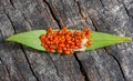 Small newborn orange bedbugs hemiptera on a green leaf on an old piece of wood, top view