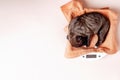 Caring for newborn small puppies, weighing them