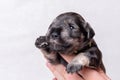 A small newborn puppy on the owner& x27;s hand. Portrait of a little blind miniature schnauzer puppy on a white Royalty Free Stock Photo